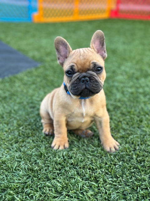 BB BOB