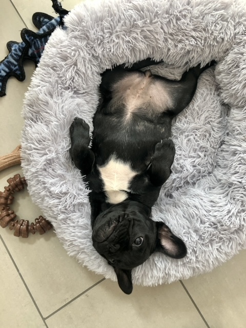 Remy