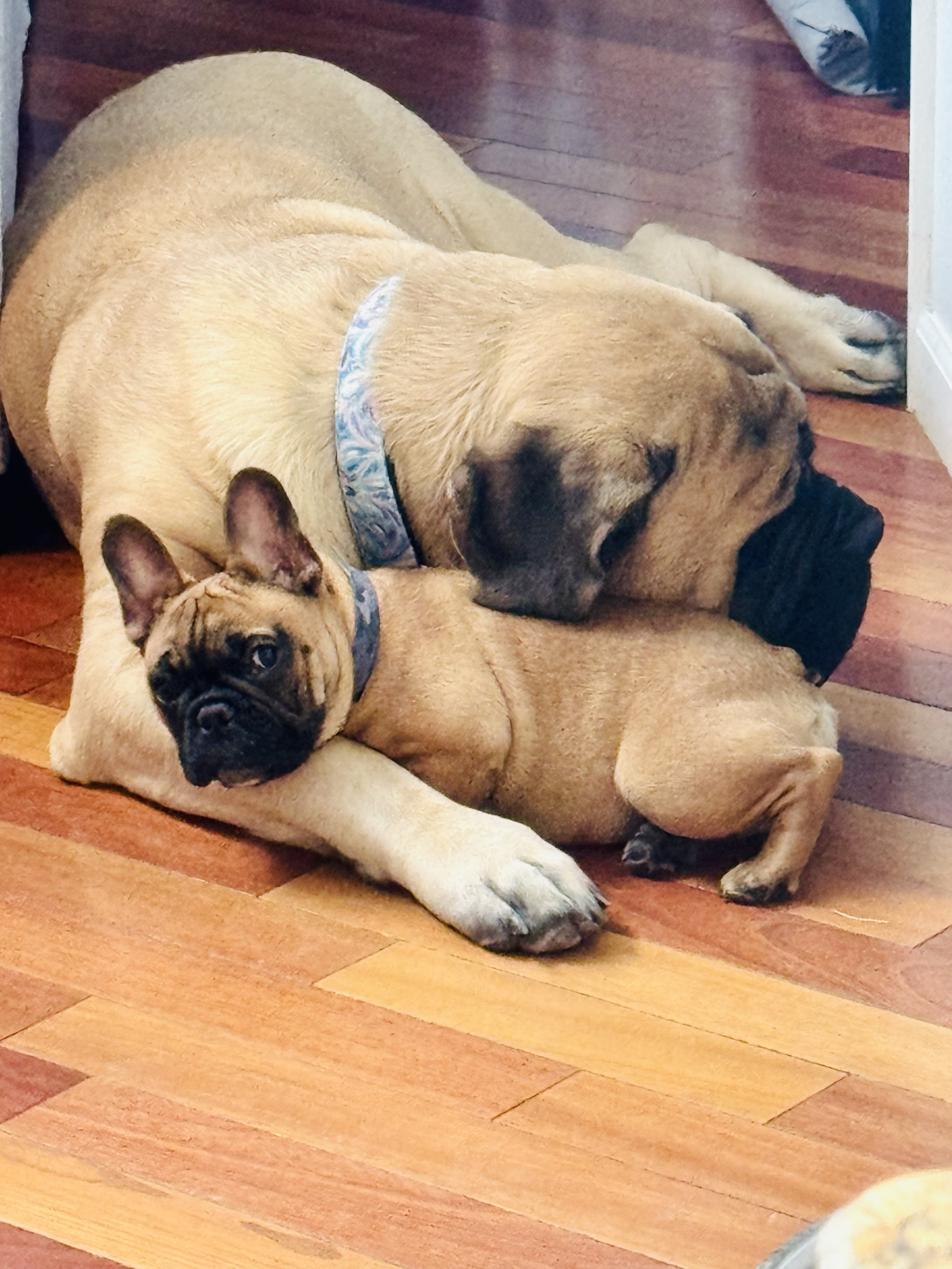 Theo and Birdie